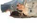 Четверть автомобиля задняя левая TOYOTA RAV4 CA30W 2005-2010 61602-42060, 61602-42060, B